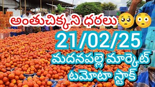 21-02-25 Madanapalle Tomato Market price Today || Today Tomato Market Rate in Madanapalle #today