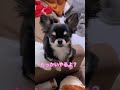 【前version】スーパーモデルの目の大きさ♡ chihuahua かわいい shorts