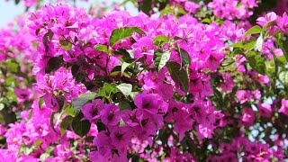 How to grow Bougainvillea cuttings ? || 28 May, 2017 How to grow Bougainvillea cuttings ? || 28 May, 2017