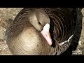 wild white fronted goose. july 28th.