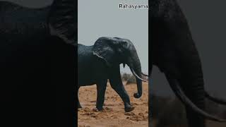 ভয়ানক আফ্রিকান হাতির দৃশ্য//বিশাল হাতি//animals