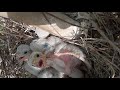 Chicks of Red Headed Merlin Falcon @pakfalconrynature