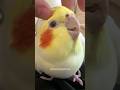 Cute Cockatiel Cuddles 🥰 #cockatielscraze