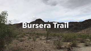 Bursera Trail