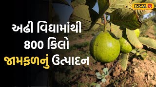 Mahesana News | અઢી વિઘામાંથી 800 કિલો જામફળનું ઉત્પાદન, ખેડૂતે કહ્યું ખેતીનું રહસ્ય |Local18