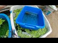 បំបែកកូនត្រី black perl nemo ជាពីរ change water for betta fish