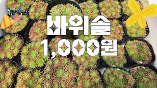 (8월15일)바위솔1,000원#우물정진주바위솔010 5067 3731