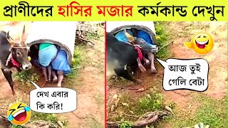 পশুদের মজার কর্মকান্ড  😂 | Animals Funny Video 2024| Part-13 |  Mayajaal | Bangla Rides