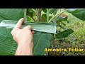 Como coletar amostras foliar para análise em bananal