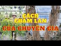 Cách chăm lan của chuyên gia