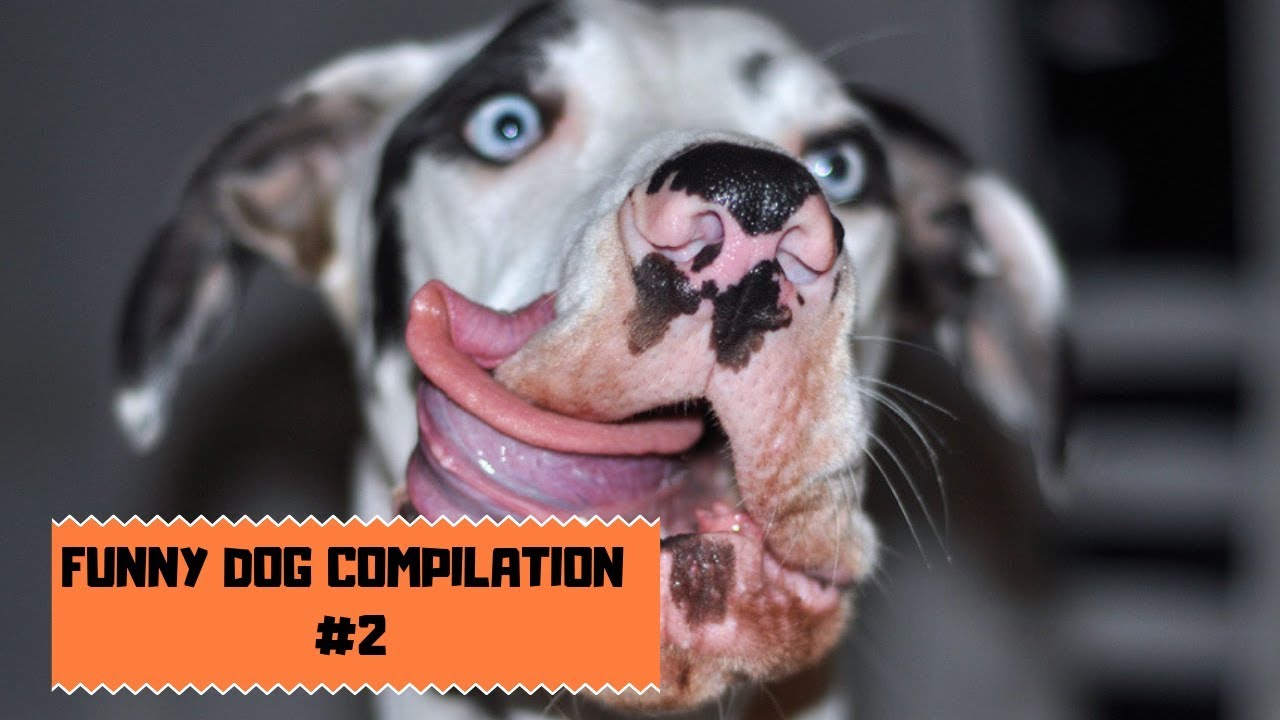 Funny Dog Compilation 2 Youtube