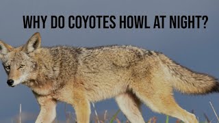 Why do Coyotes howl at night? The more ya know!!