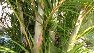 Areca Palm Stump and Re-CLUMP the Clump!  The Secret to Success - Part 1