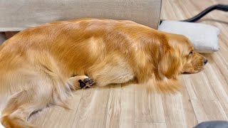 【お風呂後】うちの愛犬の乾かし方。大型犬ゴールデンレトリバーのシャンプー後ケア