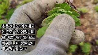 바위솔을 포기할까 고민됩니다 #이상기온# 여름나기힘든 바위솔#노지에서 살아남기