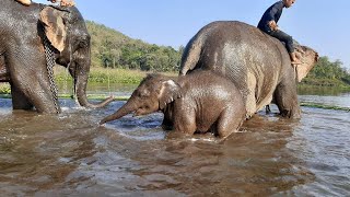 น้องทับเสลา : แม่ช้างยืนคอกมาหลายคืน จึงปล่อยไปพักในป่า (sent mother elephants to take a rest.)