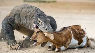 Deadliest Jungle Battles: When Animals Fight for Survival!\