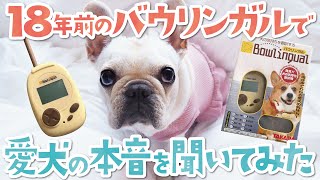 18年前のバウリンガルでフレブルの本音聞いてみた結果...w【フレンチブルドッグ】【French bulldog puppy】