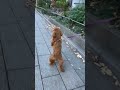 歩くトイプードル、帰り道。 犬 いぬ dog 散歩 トイプードル toypoodle 二足歩行 shorts