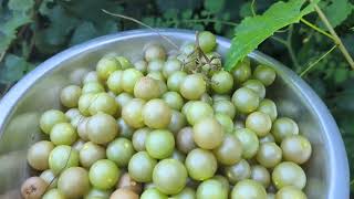 Carlos Muscadine IS The Cheat Code...So many fruit for a young vine