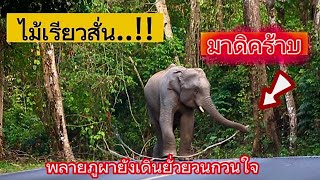 Ep.183 ภูผาแสบได้อีก.!! ไม้เรียวสั่น.. #เขาใหญ่ #elephant #animals #wildlife #news#wide