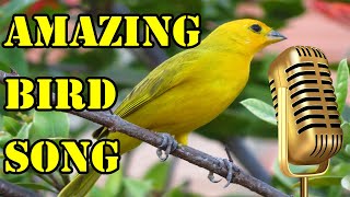 Singing Birds Relaxing Nature Sounds - Amazing Bird Song