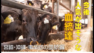 今後、人気が出そうな血統達【松阪牛 竹内牧場】