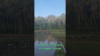 Kendalawa, Melsiripura , Kurunegala |  Beautiful village n Srilanka