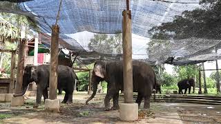 #ElephantatAngkorwat ដំរីនៅតំបន់អង្គរ ដែលត្រៀមយកទៅកាន់ដែនជម្រកក្នុងព្រៃនៅស្រុកសូទ្រនិគម