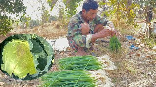 He grow cabbage for daily income livelihood at community ដាំស្ពៃក្តោប និង ខ្ទឹមស្លឹក បេះប្រចាំថ្ងៃ