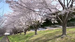 桜満開❗️ 2022年4月13日　宮城県多賀城市東北歴史博物館にて