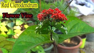 Red Clerodendrum Flower Vine | Permanent Flower Plant | Evergreen leaf's