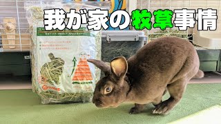 【うさぎの飼育】我が家のうさぎたちの牧草事情は難しい！？【Bunny #41】