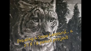 Snow Leopard Time Lapse. 'Elusive' 26X17 pencil drawing.