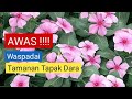 AWAS !!! Bunga Tapak Dara Berkhasiat Sekaligus Beracun