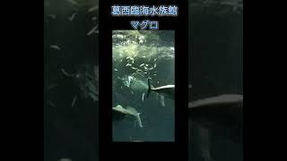 葛西臨海水族館　餌やり