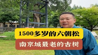 1500多岁的六朝松 南京城最老的古树