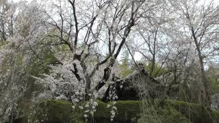 蓮華寺のしだれ桜2015　4月11日　福島県二本松市　00433