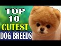 Top 10 Cutest Dog Breeds - Funny Puppies [AzTopLists]