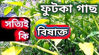 ফুটকা গাছ কি সত্যিই বিষাক্ত | ঔষধি গাছ | ফুটকা গাছ | ফটকা গাছ | বন টেপারি গাছ | Physalis minima