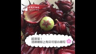 超浪漫！洛神種籽上有朵可愛小櫻花| 台灣好食材 Fooding