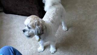 22 Dog Tricks by the Shih Poo, Gambit