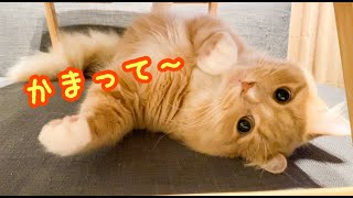 構って欲しい子猫の圧力が可愛すぎる