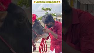 நடிகர் சூரி கொண்டாடிய பொங்கல்🔥#pongal#soori#shorts#shorts feed#trending#viral#youtube shorts#tamil