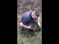 dog rescue