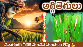 aggi tegulu nivarana in telugu | అగ్గితెగులు నివారణ