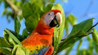 A Mix of Two Continents: Wildlife in Costa Rica