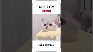 입맛 다시는 킹냥이