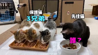 初顔合わせはご飯会！保護した子猫3兄弟と先住猫のご対面【保護猫活動】