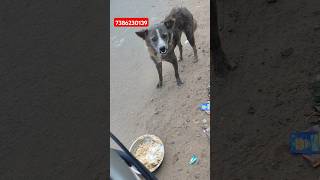 గాయం తో న్యూ గెస్ట్ #dogs #streetdogshelp #streetdog #doglover #streetdogslife